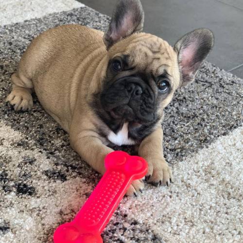 Französische Bulldogge Welpen kaufen Deutschland – reinrassig Züchter Meinpfoten