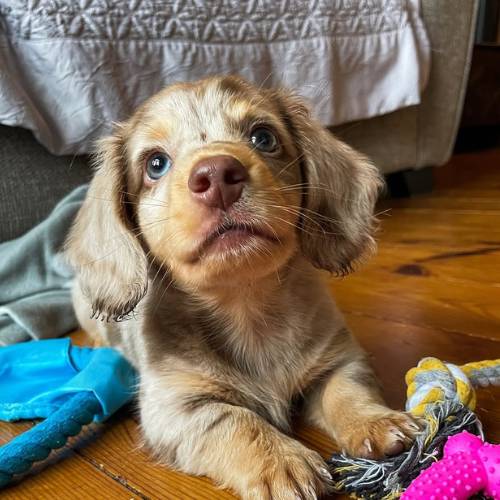Heidi Dackel Welpe kaufen weiblich rotbraun Dachshund Züchter Deutschland