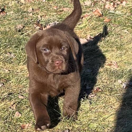 Labrador Retriever Welpen kaufen Deutschland reinrassig Züchter