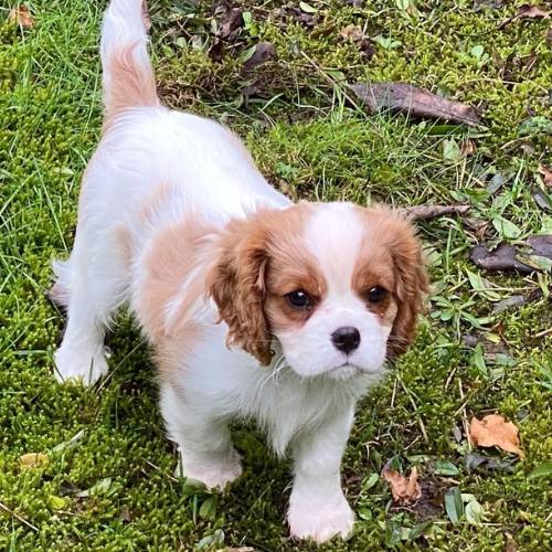 Cavalier King Charles Spaniel Welpen kaufen reinrassig Deutschland Züchter