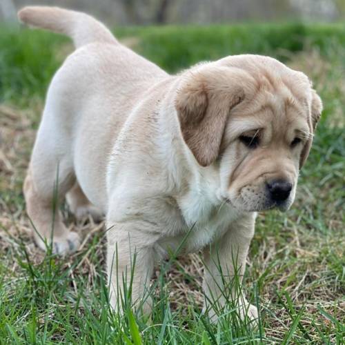 Johanna Labrador Retriever Welpe kaufen weiblich goldbraun reinrassig