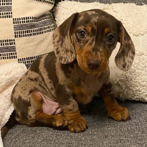 Wurst Dackel Welpe kaufen weiblich rot reinrassig Dachshund