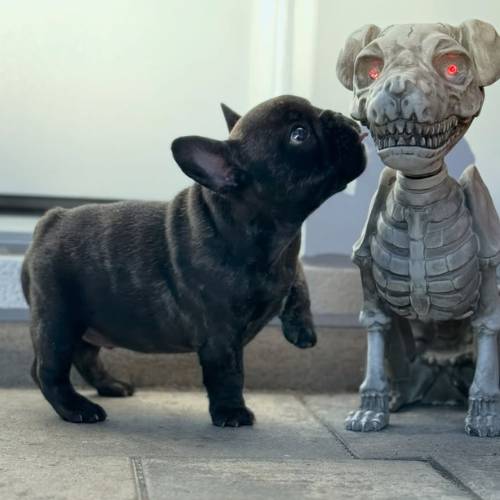 Gaston Französische Bulldogge Welpe kaufen männlich Brindle reinrassig Züchter Deutschland