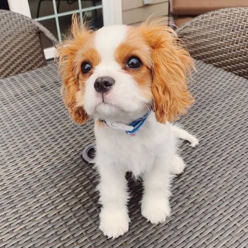 Holly Cavalier King Charles Spaniel kaufen weiblich Ruby rot reinrassig