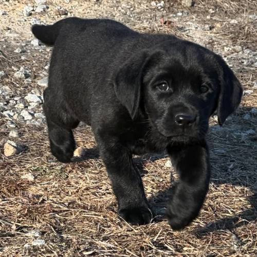 Jonas Labrador Retriever Welpe kaufen männlich schwarz reinrassig Deutschland