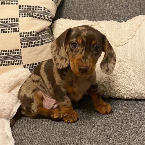Dackel Welpen kaufen Rasseninfo Dachshund Deutschland