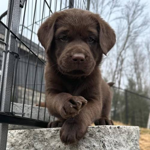 Petra Labrador Welpe kaufen weiblich schokobraun reinrassig Züchter