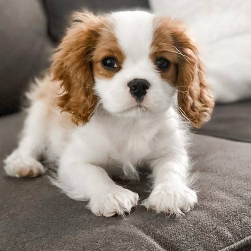 Rupert Cavalier King Charles Spaniel Welpe kaufen männlich Blenheim reinrassig