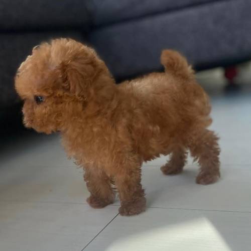 Maltipoo Welpen kaufen Rasseninfo hypoallergen Deutschland