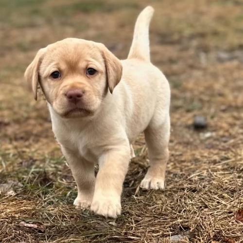 Timo Labrador Retriever Welpe kaufen männlich schwarz Deutschland Meinpfoten