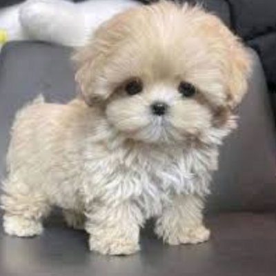 Rubi süße Maltipoo Welpen kaufen weiblich apricot braun Züchter